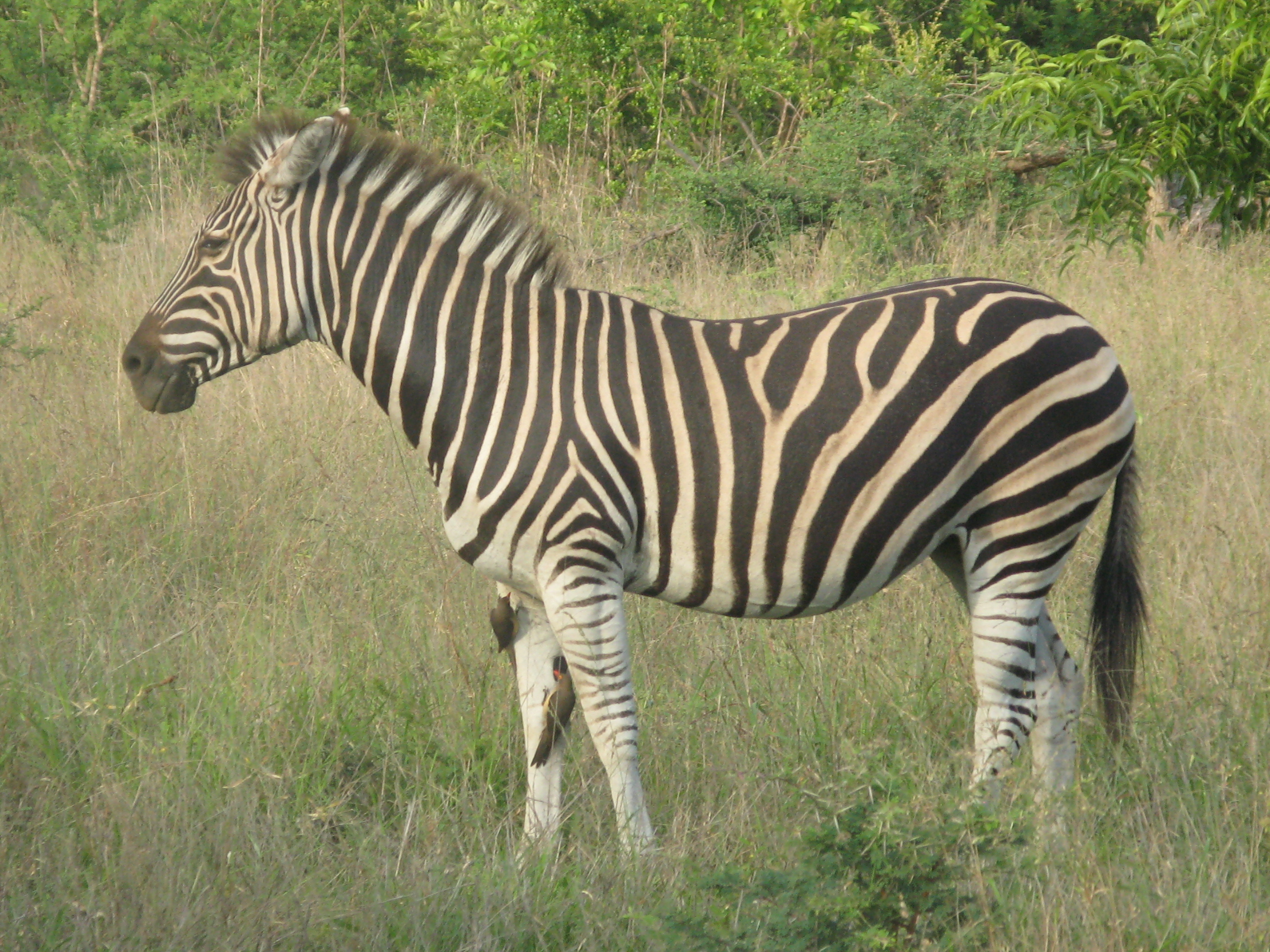 2012-11-Südafrika_254 2.JPG